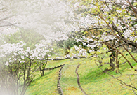 樹木葬のある霊園・お墓特集