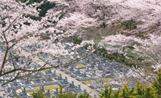 桜満開の園内