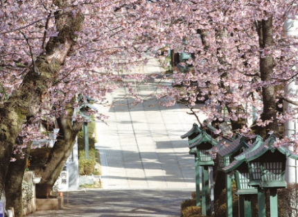 中央参道