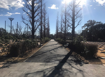 霊園内並木