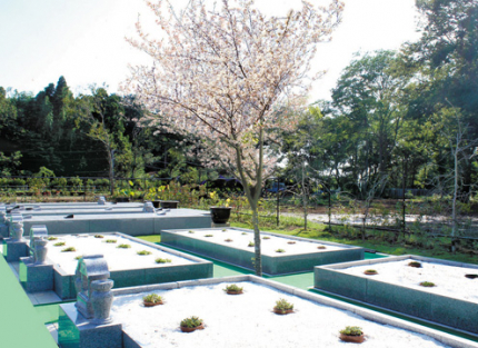 ＜永代供養墓【桜葬墓地】＞ ・管理費不要 ・個人・ご家族ごとに桜の木の下に納骨する永代供養墓です。 ・永代にわたり合葬はいたしません。