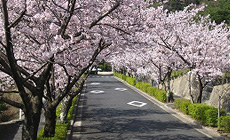 園内に３８０本の桜の木があります。
