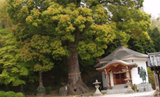 開山堂と大クス