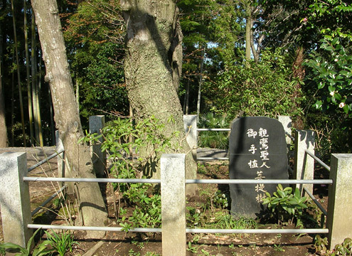 親鸞上人お手植えの菩提樹