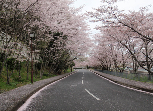 桜の名所でもあり、堺市民に人気の緑豊かな堺市営公園墓地内に位置
