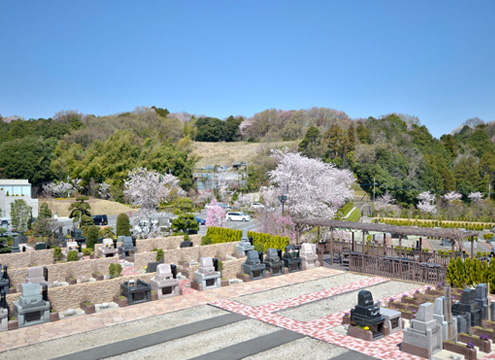 園内には多数の桜が植樹されています。