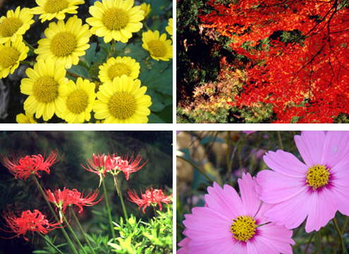 秋の花々 キク、もみじ、彼岸花、コスモス