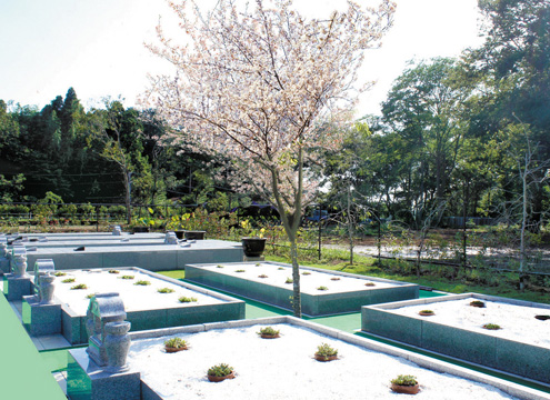 ＜永代供養墓【桜葬墓地】＞ ・管理費不要 ・個人・ご家族ごとに桜の木の下に納骨する永代供養墓です。 ・永代にわたり合葬はいたしません。
