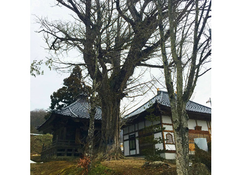 大銀杏と大斐閣