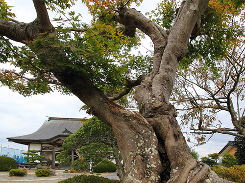 樹齢300年の紅葉。西林寺とほぼ同じ年齢である。